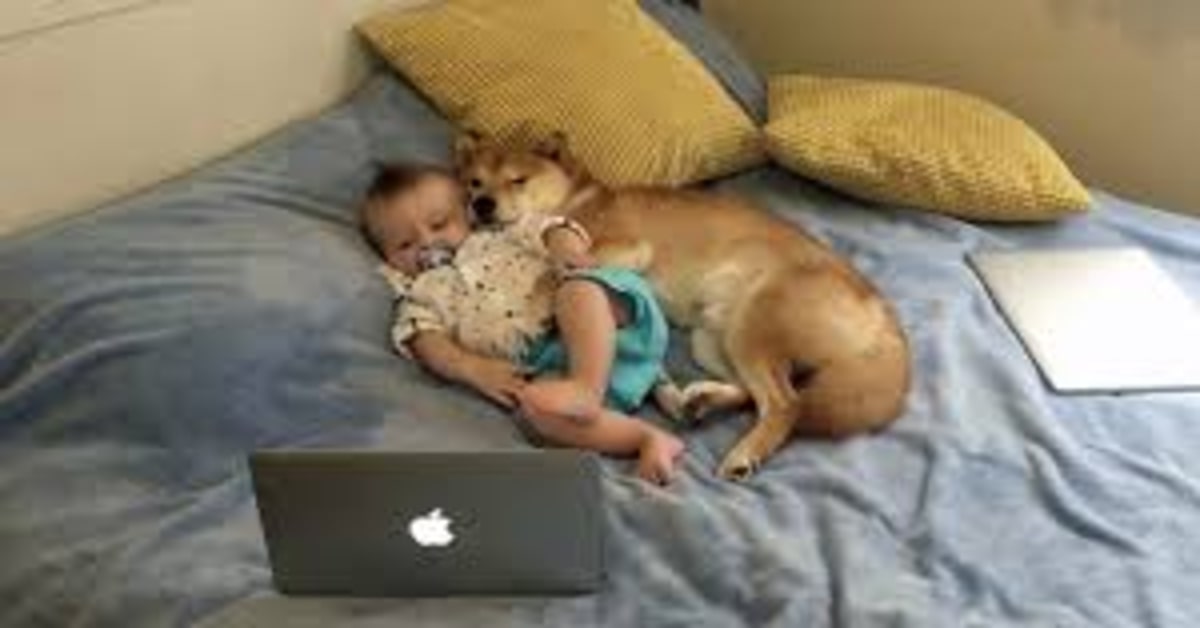 Un bimbo e il suo cucciolo di Shiba Inu vedono un film insieme e il video è tenerissimo