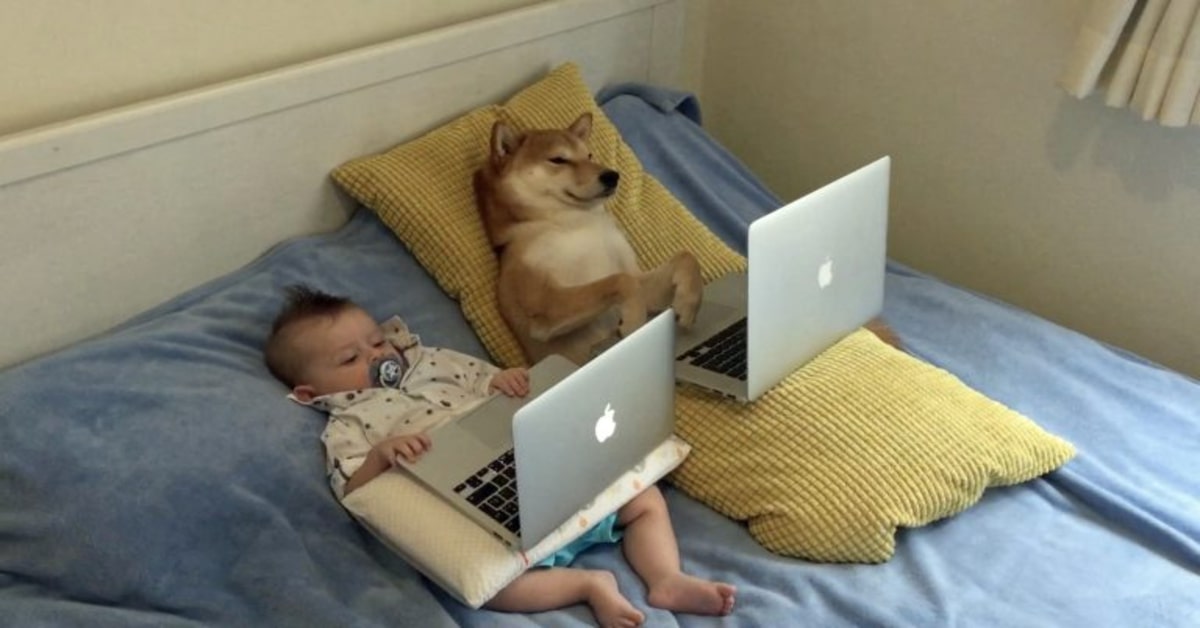 cane e bambino guardano film con laptop