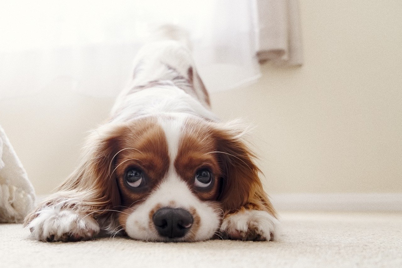 cucciolo di cavalier king