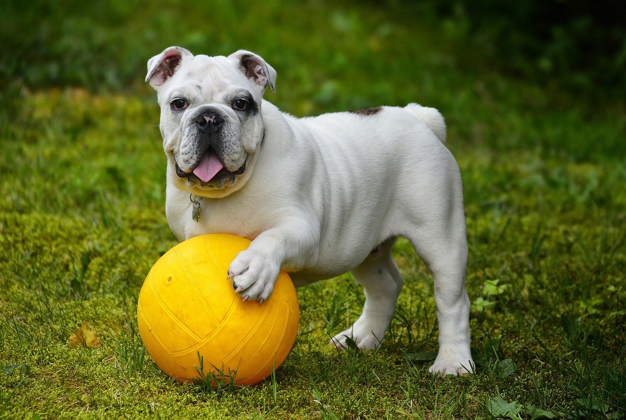 cane al parco