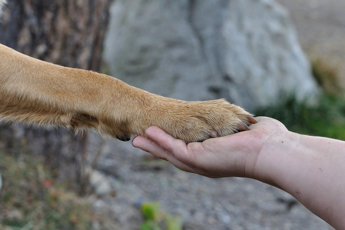 zampa del cane e mano umana