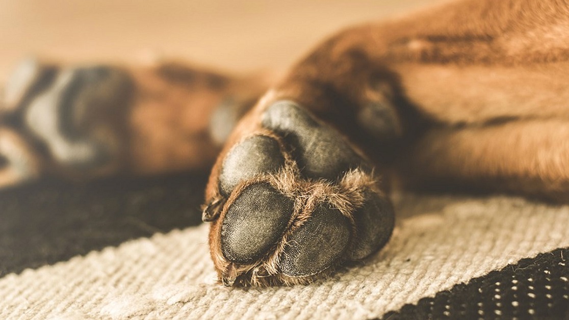 Cane lecca candeggina, cosa fare?