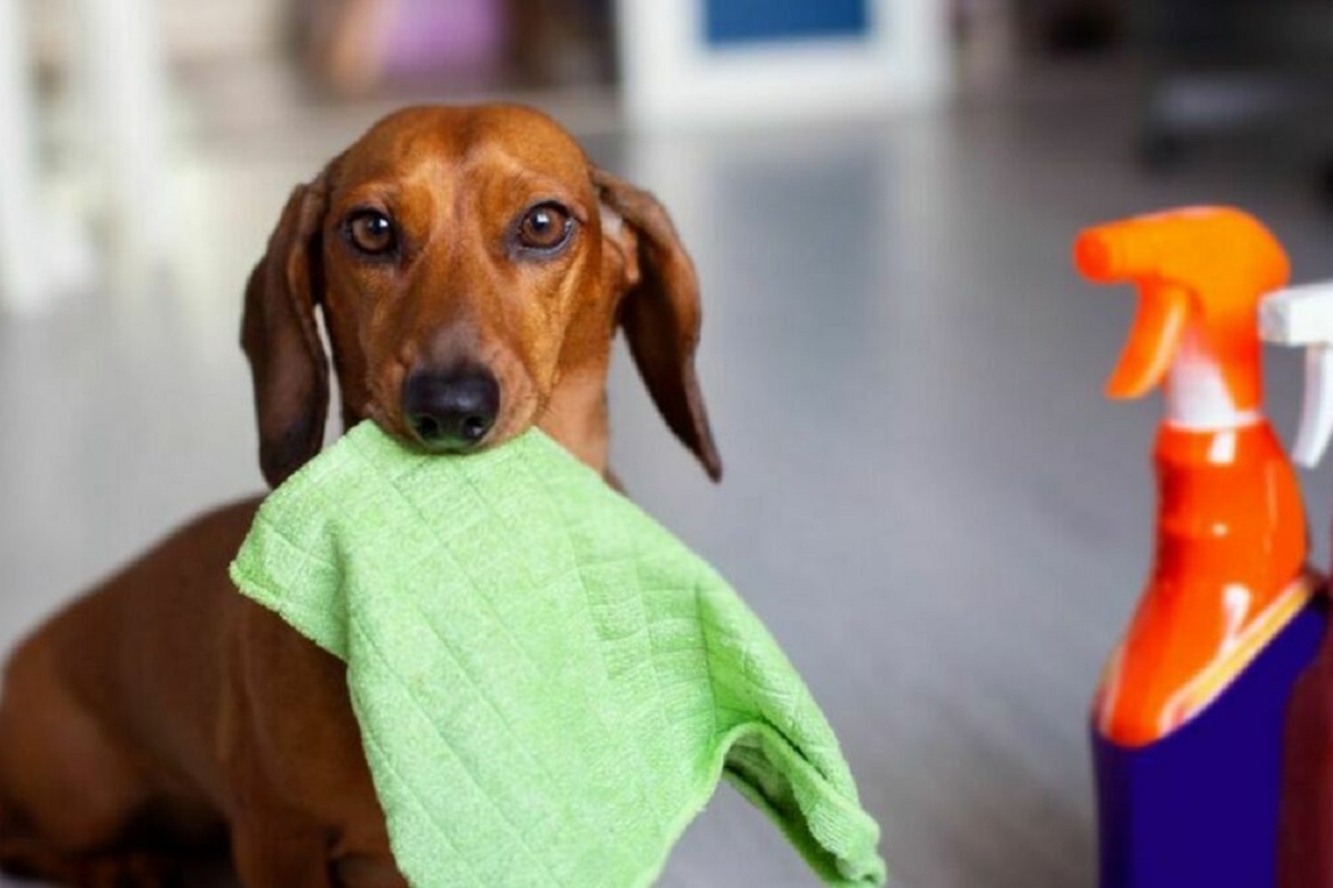 cane e prodotti per la pulizia