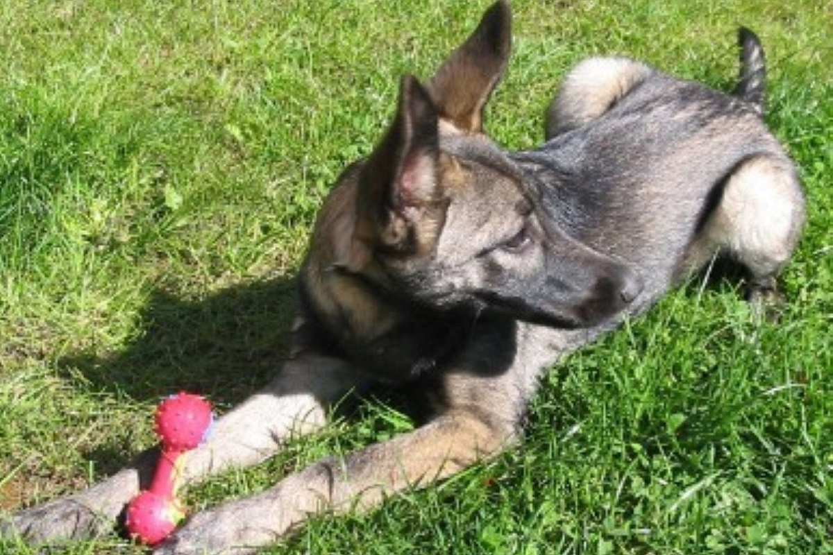 cane con giocattolo