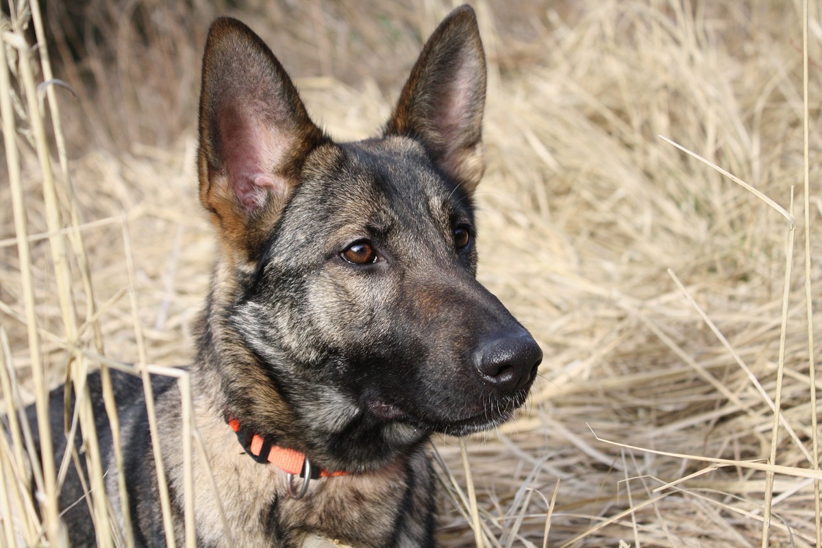 cucciolo cane lupo italiano