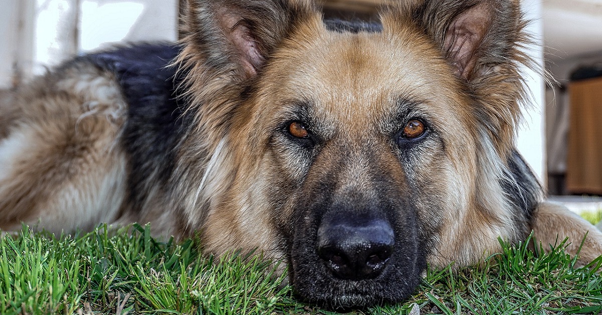 Cane lupo italiano, come averlo? Tutto sull’affido