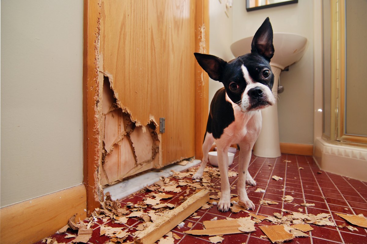 cane distrugge le porte