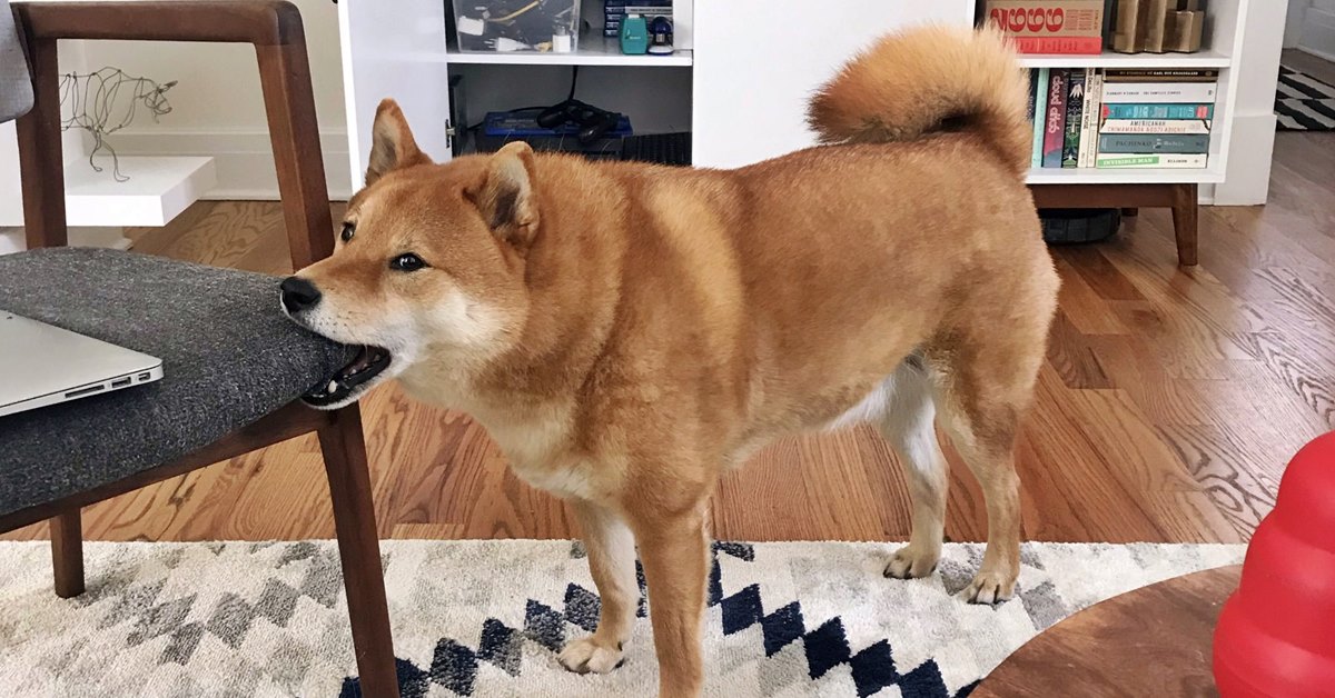 Cane non la smette di rosicchiare l’arredo: ecco come comportarsi