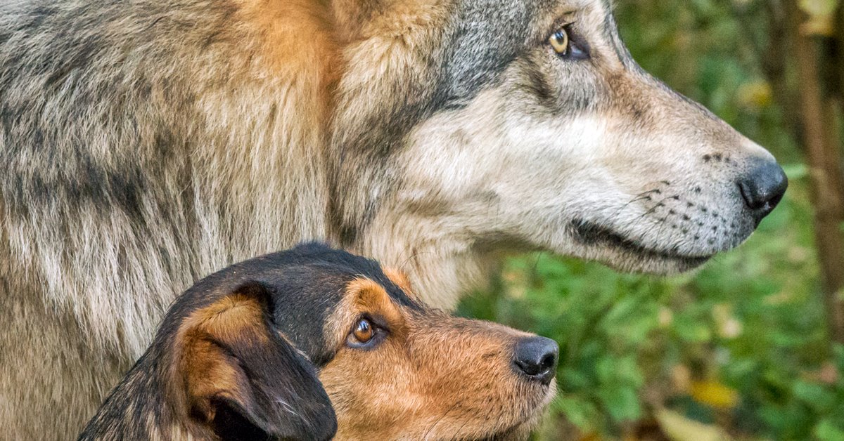 Quale cane può battere un lupo?