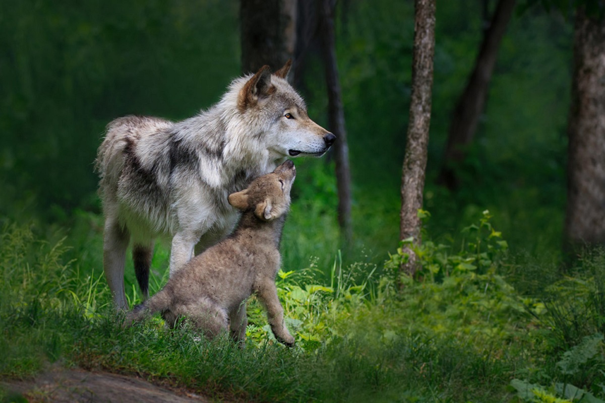 cane e lupi