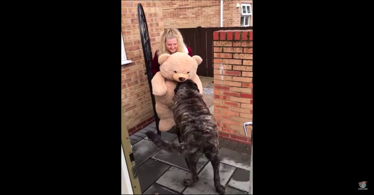 Il cucciolo di cane è felicissimo di ricevere in regalo un orso di peluche gigante (VIDEO)