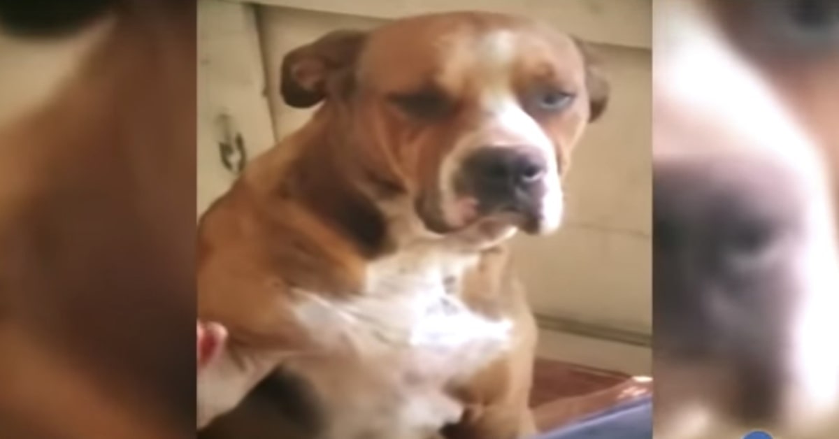 Un cucciolo di cane viene rimproverato e diviene celebre su internet per come reagisce (VIDEO)