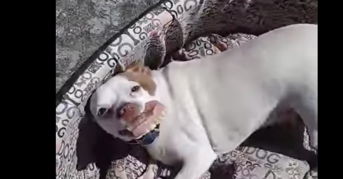 Un cucciolo di cane fa ridere tutta la rete rubando la dentiera del nonno (VIDEO)