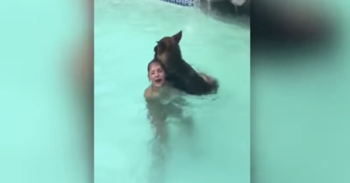 Un cucciolo di Pastore Tedesco vede una persona che sta per affogare in piscina e accorre in suo aiuto (VIDEO)