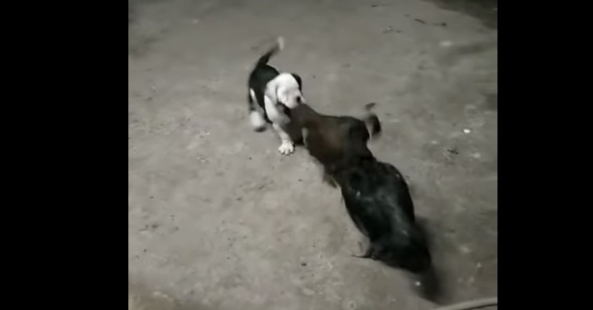 Un cucciolo di cane cerca di separare due galline che litigano (VIDEO)