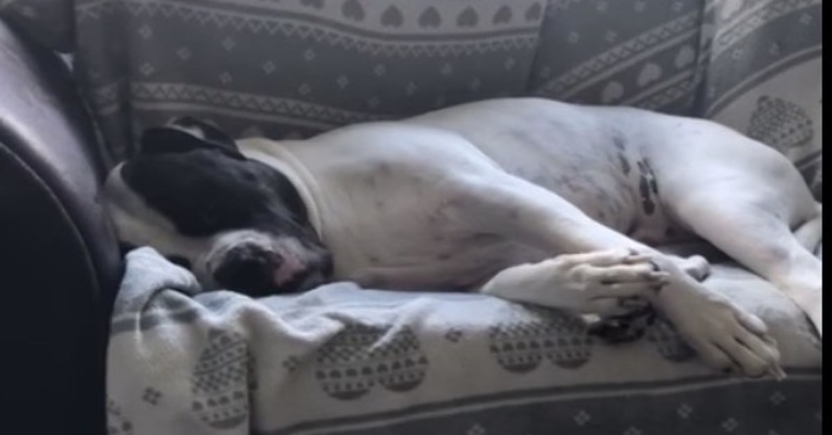 Un cucciolo di cane fa degli strani suoni mentre dorme sul divano, il video è tutto da ridere