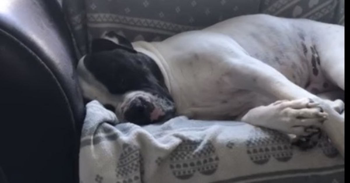 cane bianco e nero dorme profondamente sul divano