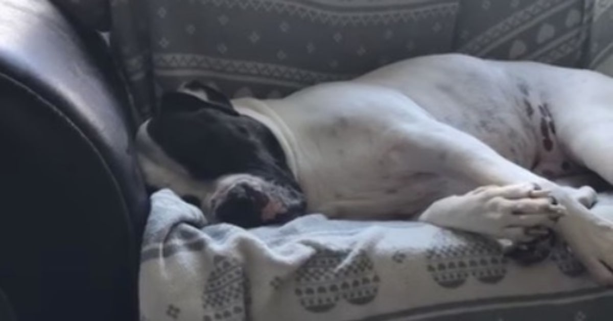 cane addormentato sul divano sogna 