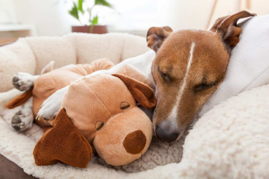 cane col suo giocattolo preferito