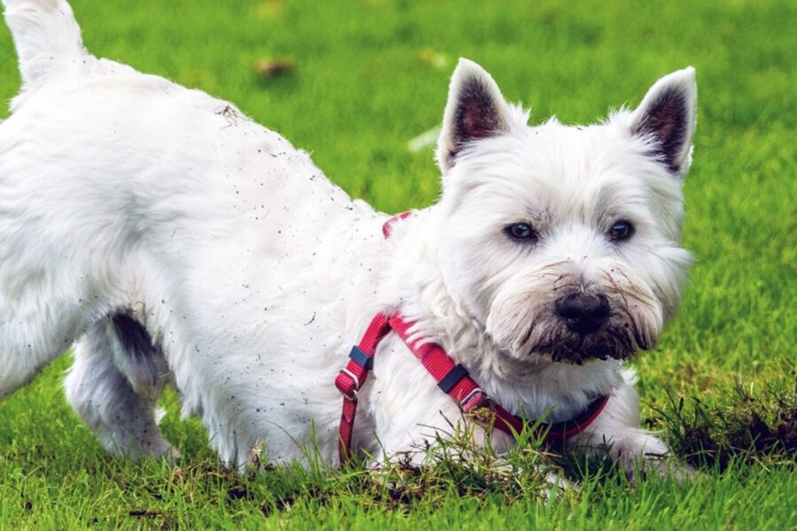 cane bianco che sotterra cose