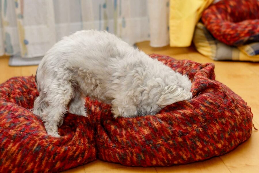 cane nasconde qualcosa nella cuccia