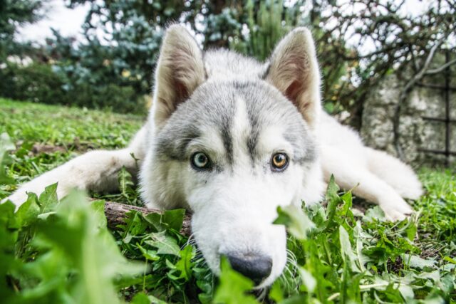 Perché il cane sotterra le cose?