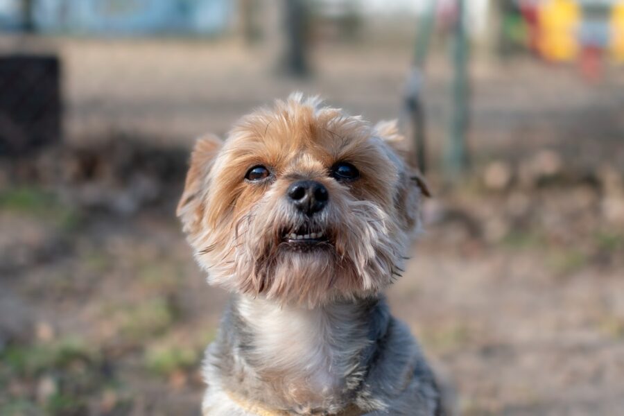 cane che sorride