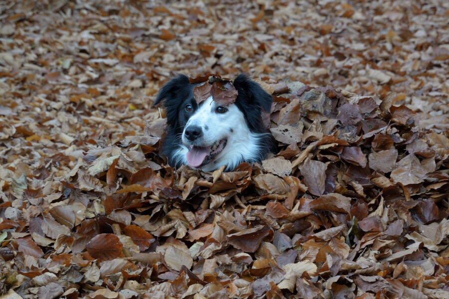 cane buffo tra le foglie