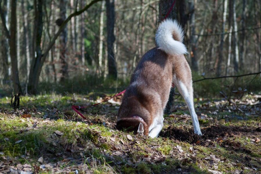 cane che cerca qualcosa