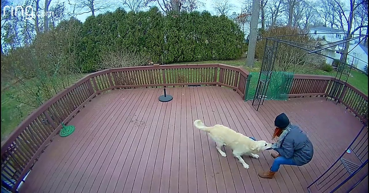 cane Grissom gioca con la padrona trascinandola per il cappuccio