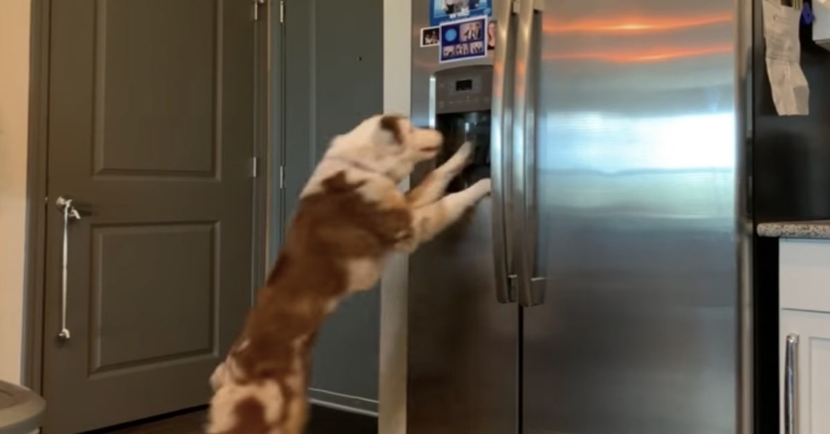 Un cucciolo di cane impressiona il mondo intero all’utilizzare un dispenser di ghiaccio (VIDEO)
