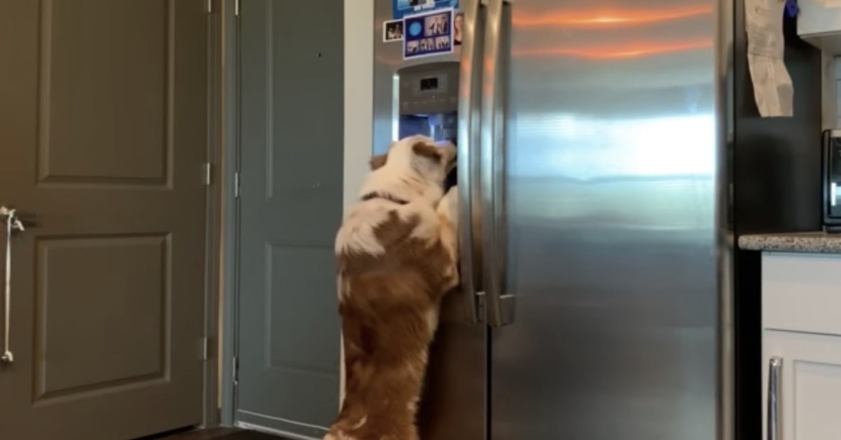 cane sa usare il dispenser di cubetti di ghiaccio