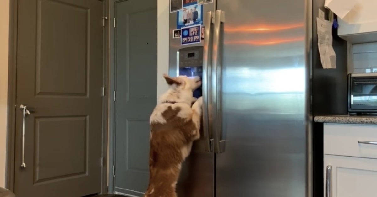 cane sorprende usando il dispenser del ghiaccio