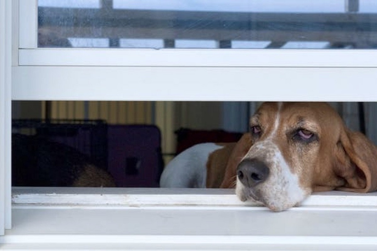 cane con muso fuori dalla finestra