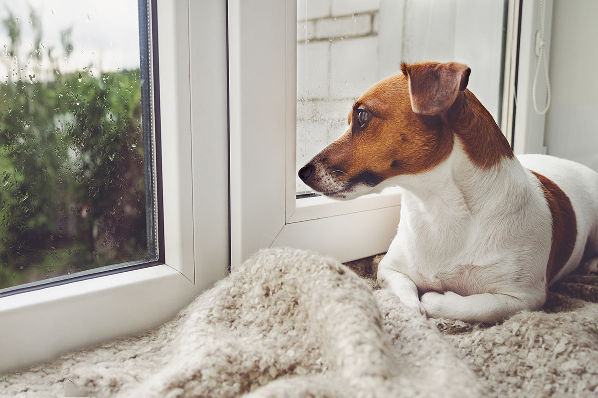 cane guarda fuori dalla finestra