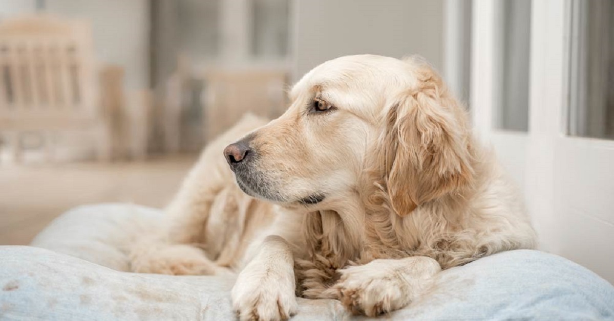 Cane vuole stare sempre solo, che cosa significa?