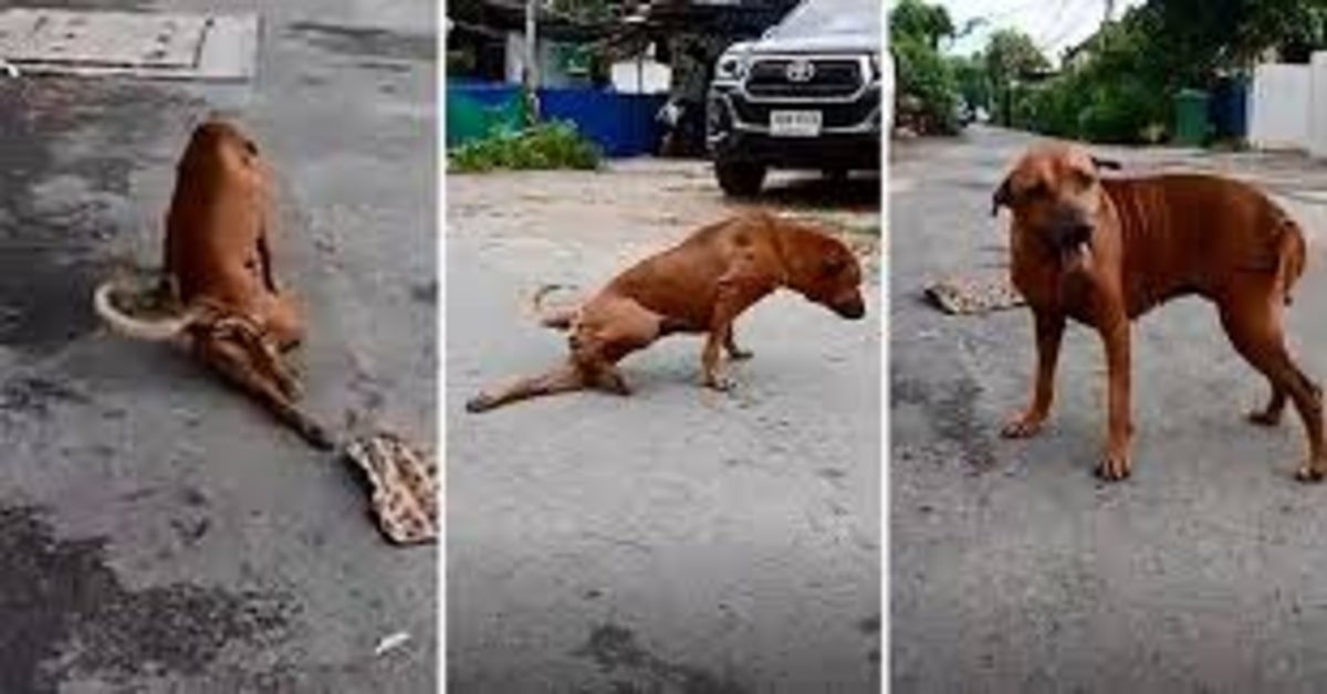 cane fa finta di essere zoppo per impressionare i pasanti