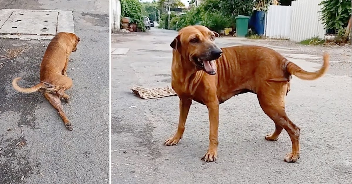 cane rivela che non è zoppo