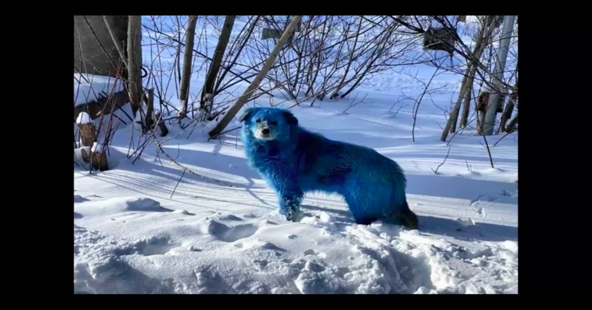 Polemica in Russia: cuccioli di cane dal pelo azzurro e verde appaiono per le strade (VIDEO)