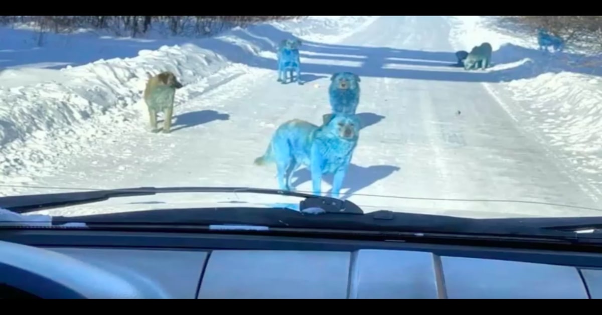 cani azzurri visti dalla macchina