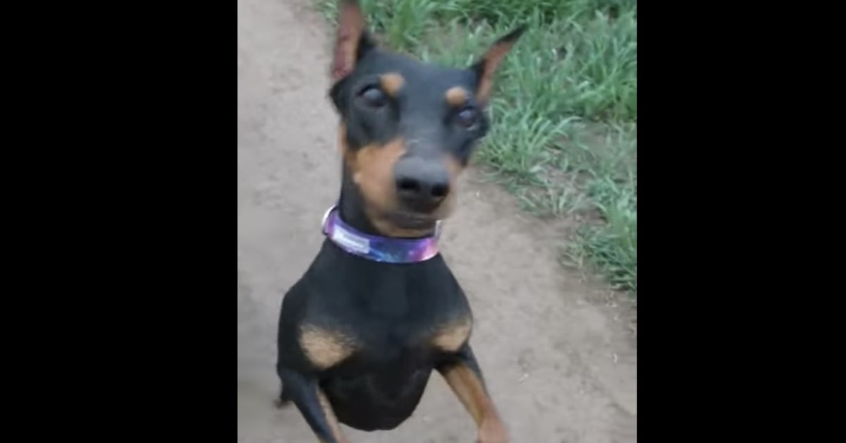 I cuccioli di cani ballerini di una ragazza russa fanno sorridere tutta la rete (VIDEO)
