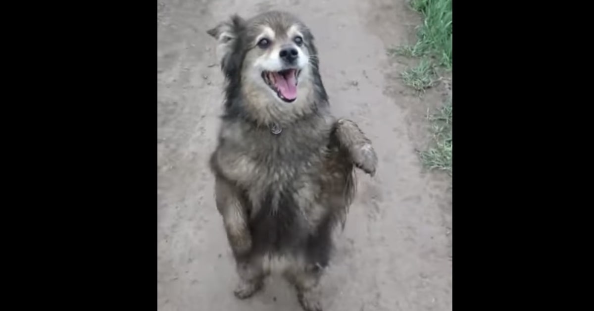 cane felice che balla