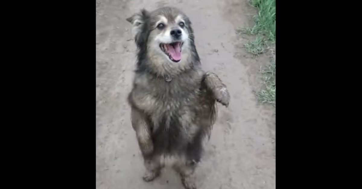 cane felice che balla