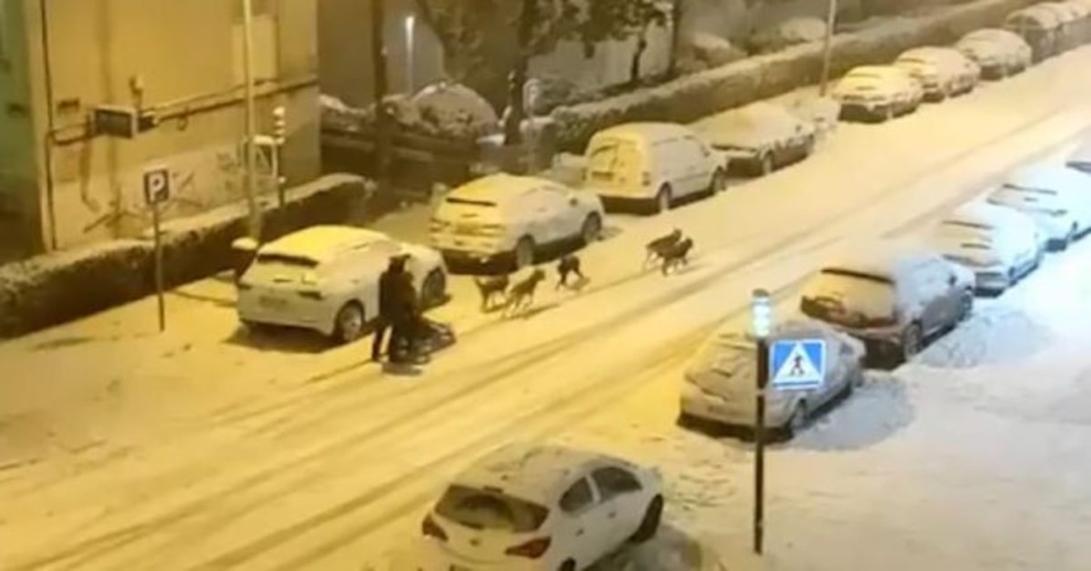 Pazzesco: un uomo percorre le strade di Madrid su una slitta trainata dai suoi Husky (VIDEO)