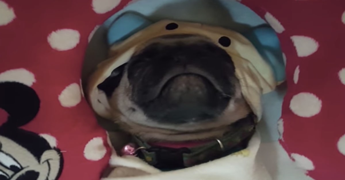 Un cucciolo di Carlino dorme placidamente come un bebè (VIDEO)