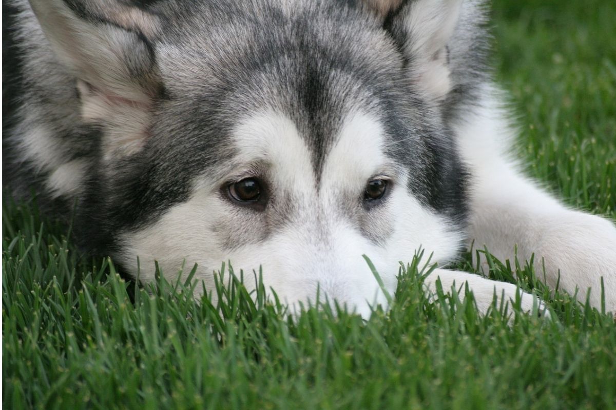 Coliche del cane: tipologie, sintomi e cause