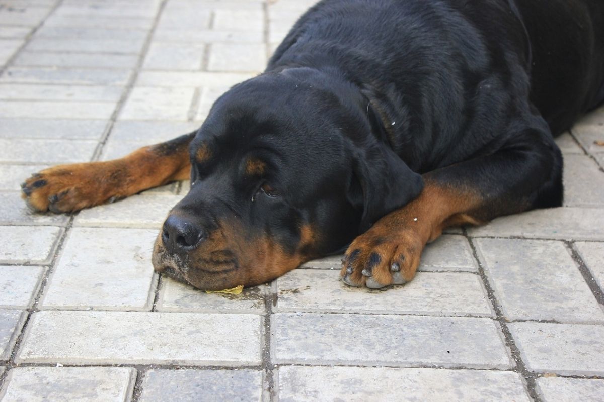cane steso sul pavimento con il muso a terra