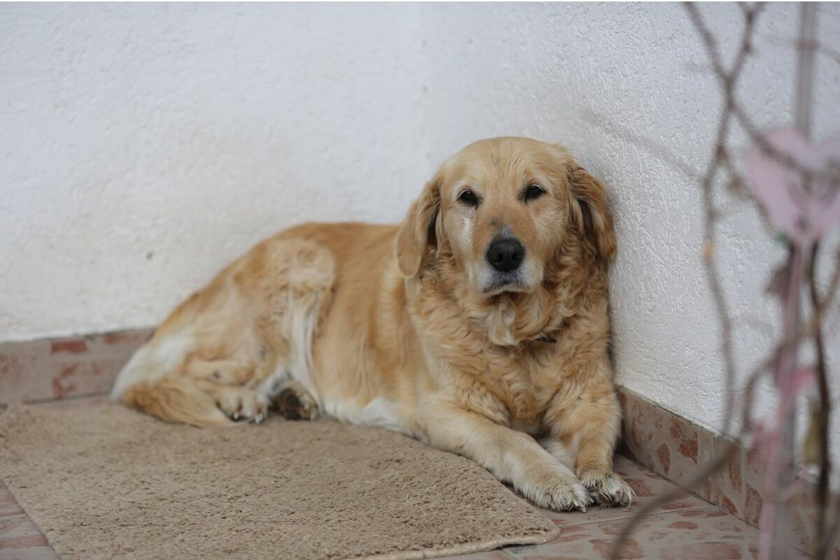 cane in un angolo