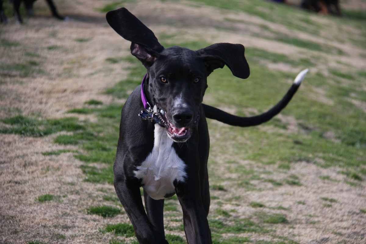 cane che corre sul prato