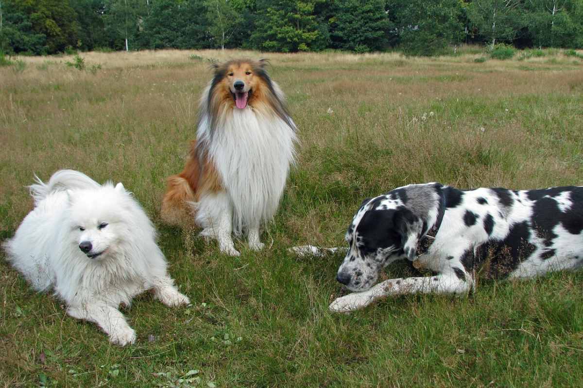 alano e border collie